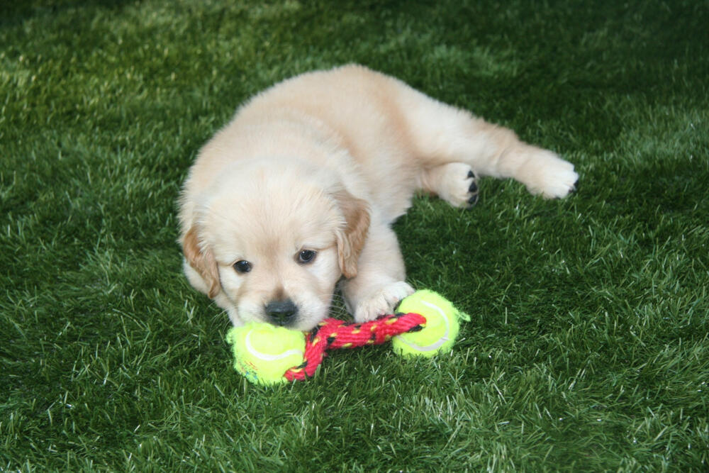 Flagstaff artificial turf for dogs